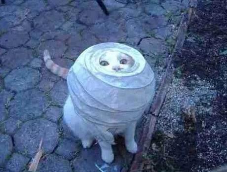 Cat stuck in a lamp shade