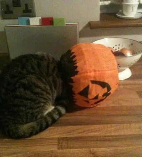 Cat stuck in a pumpkin lantern