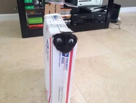 Cat stuck in a box