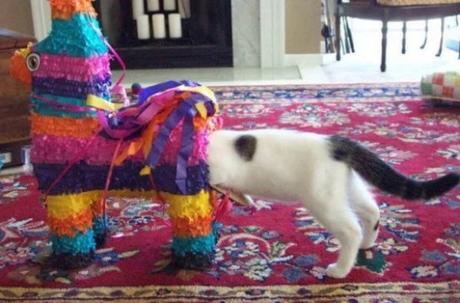 Cat stuck in a pinata