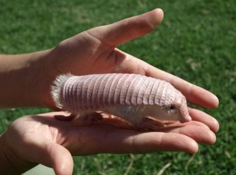 Holding a Pink Fairy Armadillo in one Hand