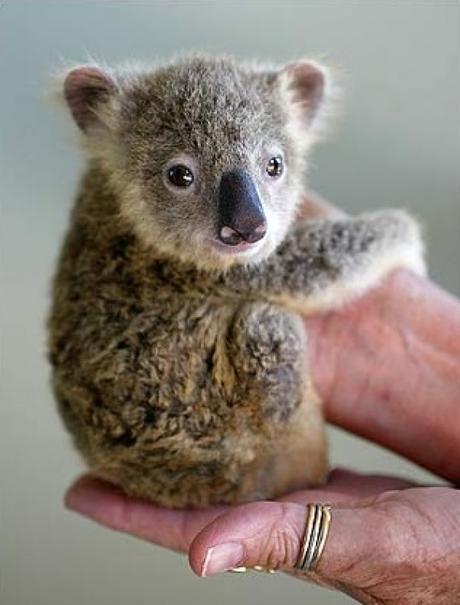 Holding a Baby Koala in one Hand