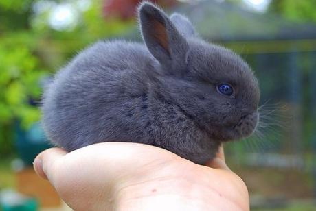 Holding a Rabbit in one Hand