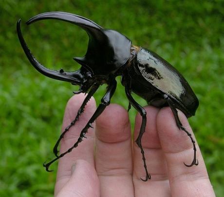 Holding a Rhinoceros Beetle in one Hand