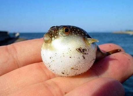 Holding a Puffer Fish in one Hand