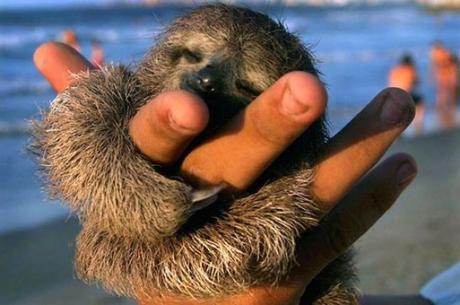 Baby Sloth in the Palm of a Hand