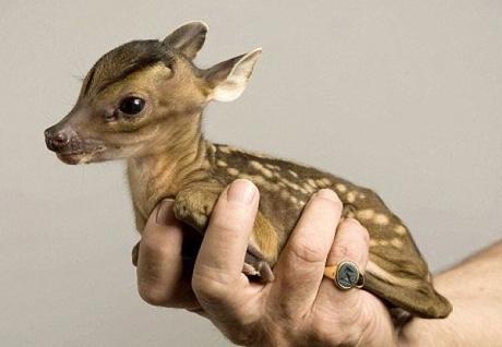 Holding a Deer in one Hand