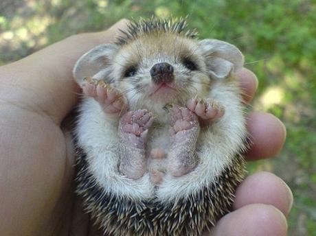 Holding a Baby Hedgehog in one Hand