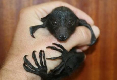 Holding a Fruit Bat in one Hand