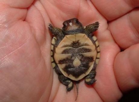 Baby Sea Turtle in the Palm of a Hand