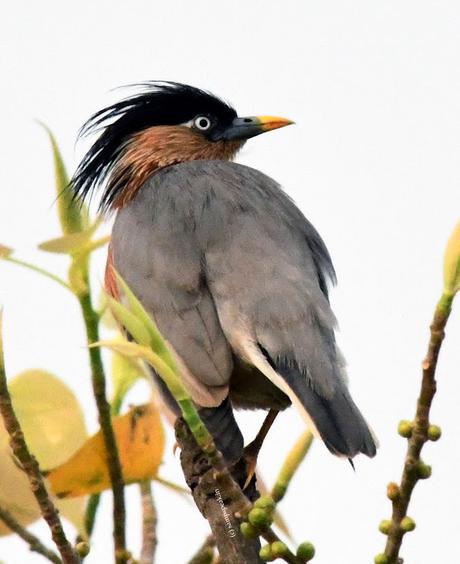 Brahminy Starling - 'ஓ மைனாஓ மைனா! - இது உன் கண்ணா பொன்மீனா'