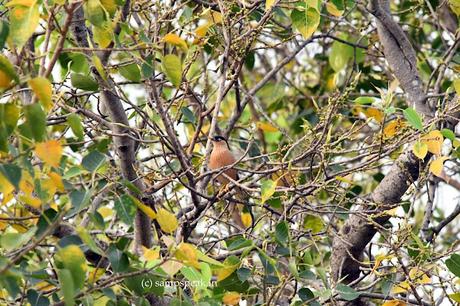 Brahminy Starling - 'ஓ மைனாஓ மைனா! - இது உன் கண்ணா பொன்மீனா'