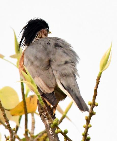 Brahminy Starling - 'ஓ மைனாஓ மைனா! - இது உன் கண்ணா பொன்மீனா'