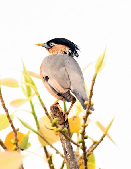 Brahminy Starling - 'ஓ மைனாஓ மைனா! - இது உன் கண்ணா பொன்மீனா'