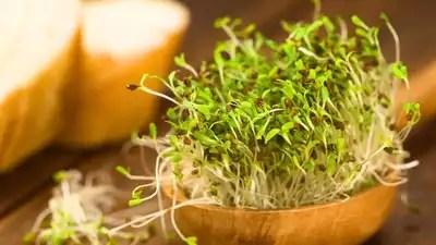 High Nutrition Foods: 10 Foods That Have 10X the Nutrition When Sprouted |