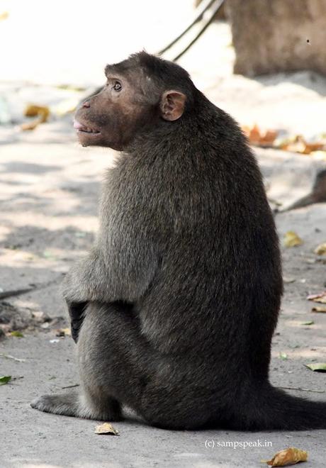 “மனம் குரங்கு