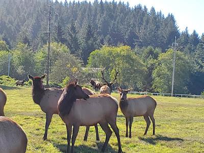 SCHOOL VISITS at the Humboldt County Children's Author Festival, Eureka, CA