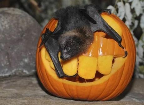 Things to do With Pumpkins After Halloween: Feed the animals