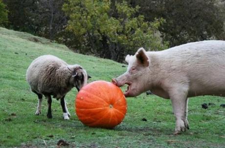 Things to do With Pumpkins After Halloween: Feed the farm animals