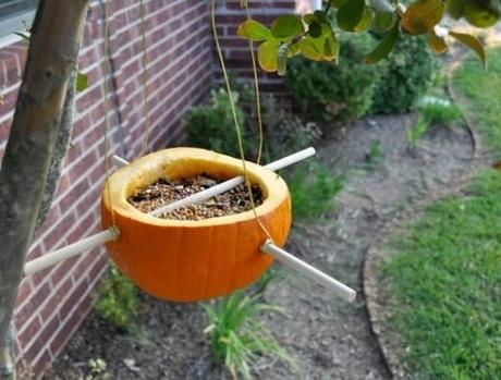 Things to do With Pumpkins After Halloween: Pumpkin Bird Feeder