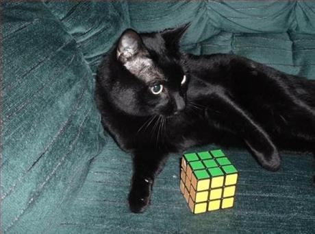 Cat Playing With Rubiks Cube