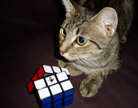 Cat Playing With Rubiks Cube