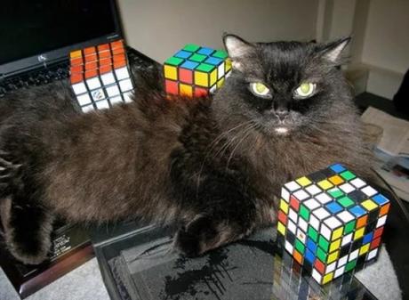 Cat Playing With Rubiks Cube