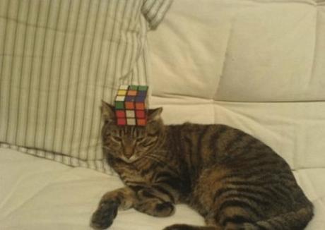 Cat Playing With Rubiks Cube