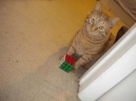 Cat Playing With Rubiks Cube