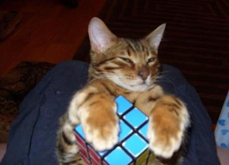 Cat Playing With Rubiks Cube