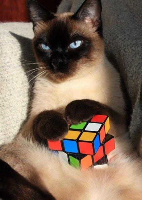 Cat Playing With Rubiks Cube