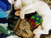 Unlocking Feline Genius: Ways Enrich Your Cat’s Mind