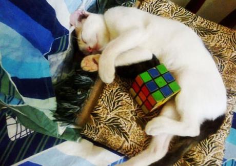 Cat Playing With Rubiks Cube