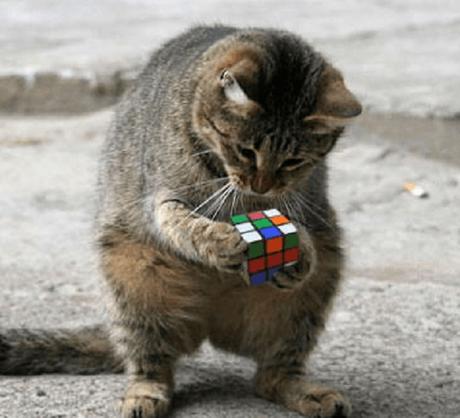 Cat Playing With Rubiks Cube