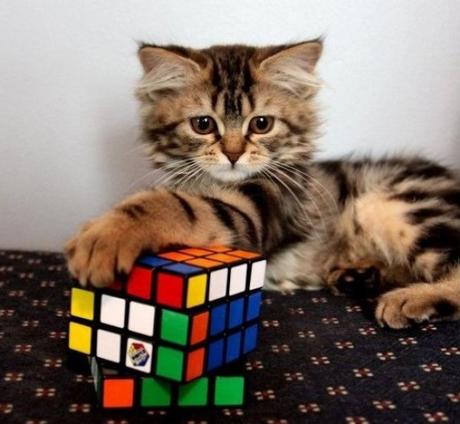 Cat Playing With Rubiks Cube