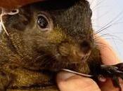 Authorities Seize Euthanise Instagram-famous Squirrel