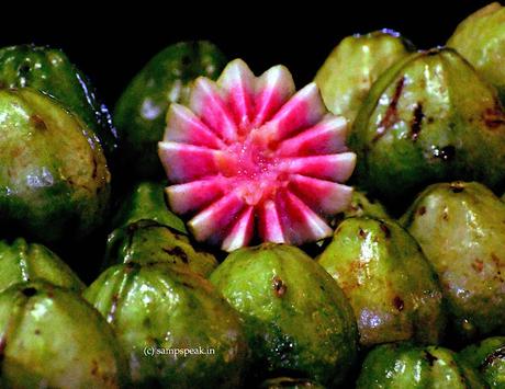 the beautiful looking - Psidium guajava