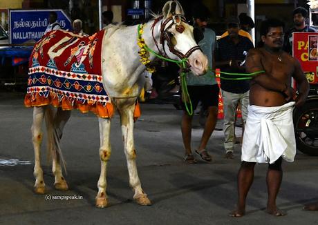 Swami Manavala Mamunigal Uthsavam & the new horse Ranga !!