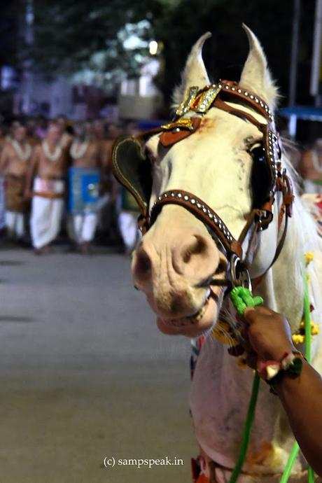 Swami Manavala Mamunigal Uthsavam & the new horse Ranga !!