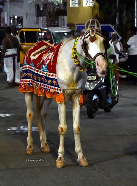 Swami Manavala Mamunigal Uthsavam & the new horse Ranga !!