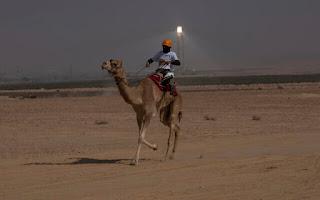 Camel Races