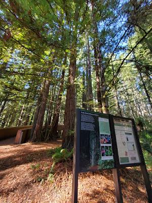 TOWERING TREES in the LADY BIRD JOHNSON GROVE, Redwood National Park, California