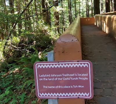 TOWERING TREES in the LADY BIRD JOHNSON GROVE, Redwood National Park, California