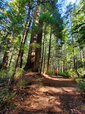 TOWERING TREES in the LADY BIRD JOHNSON GROVE, Redwood National Park, California