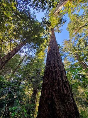 TOWERING TREES in the LADY BIRD JOHNSON GROVE, Redwood National Park, California