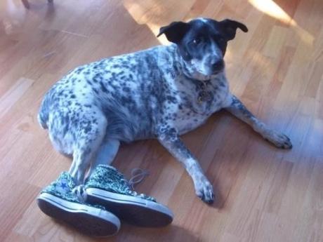 Dog wearing shoes