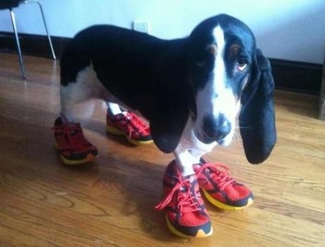 Dog wearing shoes