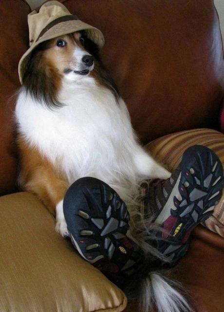 Dog wearing shoes