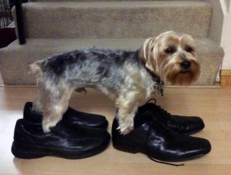 Dog wearing shoes