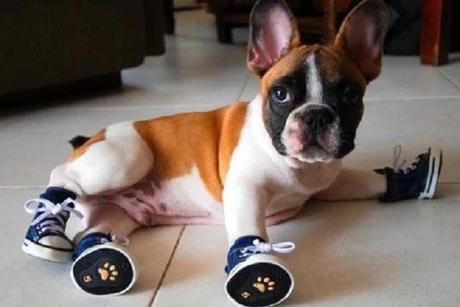 Dog wearing shoes